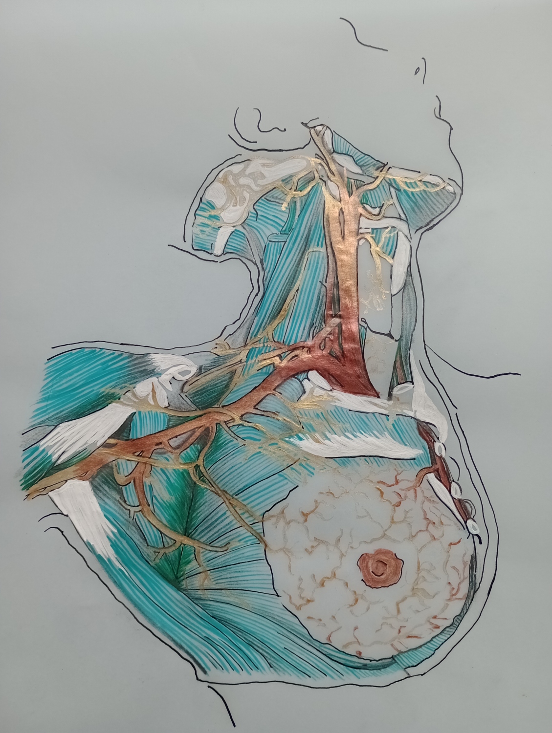 Seno 1. Acrílico sobre papel. 50 x 65 cm. (Vendida) 2019